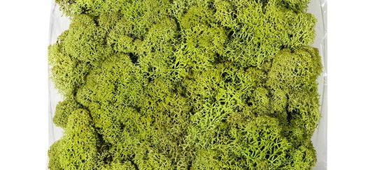Reindeer Moss Green