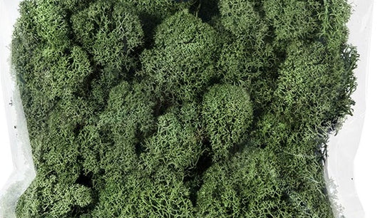 Reindeer Moss