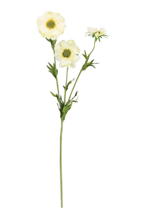 White Scabiosa