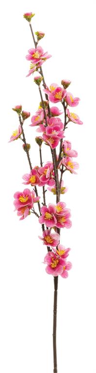 Pink Blossom