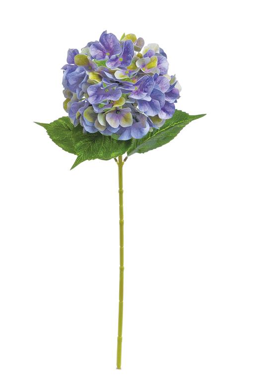 Hydrangea Purple