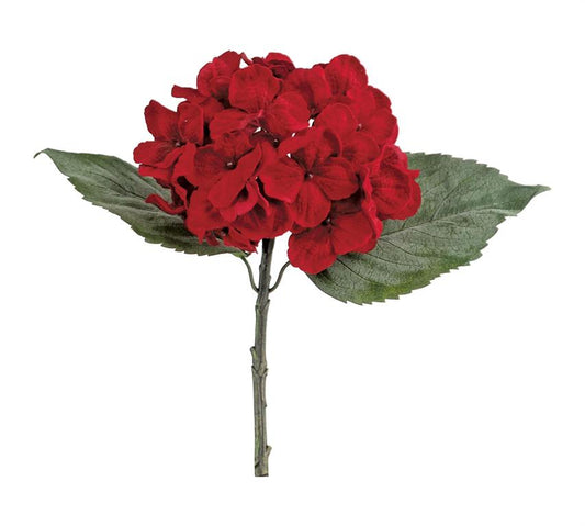 Red Velvet Hydrangea