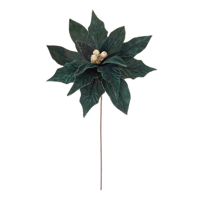 Green poinsettia stem with a full fresh bloom.