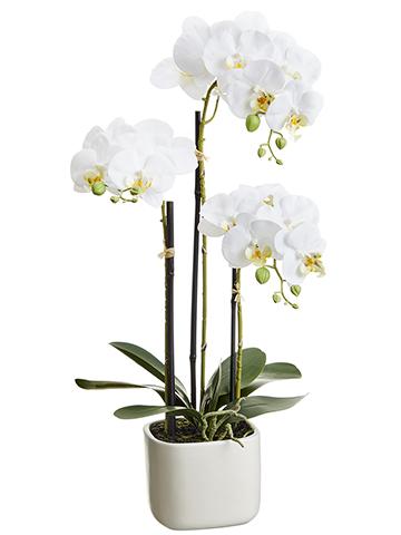 White phalaenopsis orchid plant in pot, 25 inches