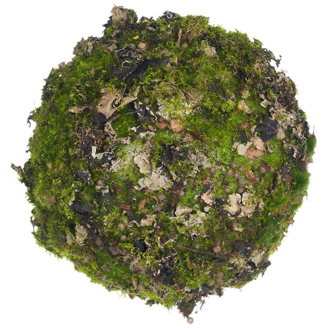 Green and brown moss lichen ball with a natural texture.