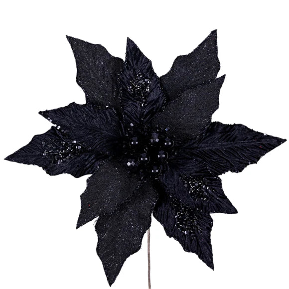 Black festive poinsettia stem with dramatic blooms.