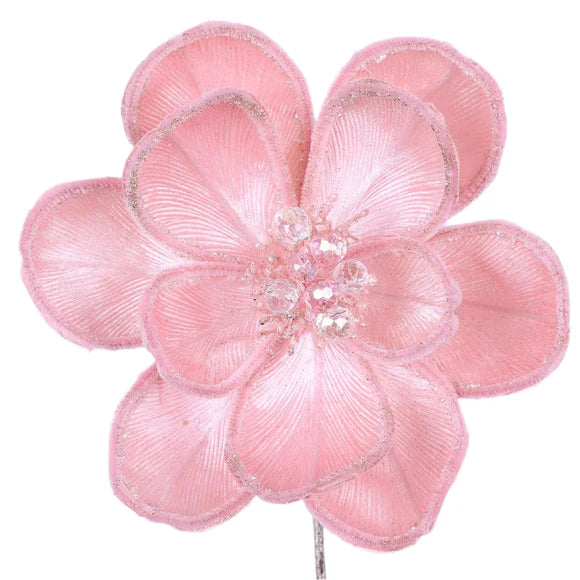 Light pink magical magnolia stem with a full layered bloom.