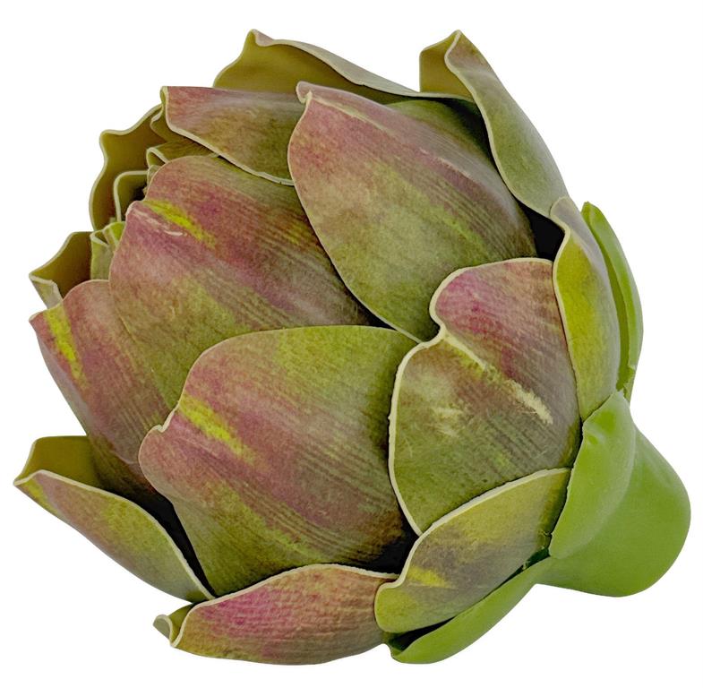 Bird Nest Fern