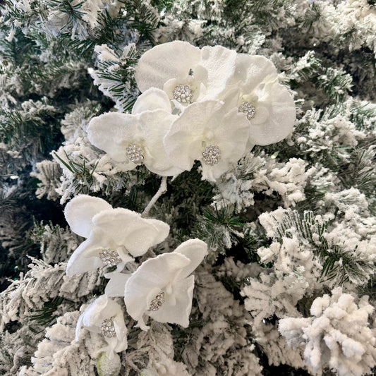 40" Gem Phalaenopsis Frosted