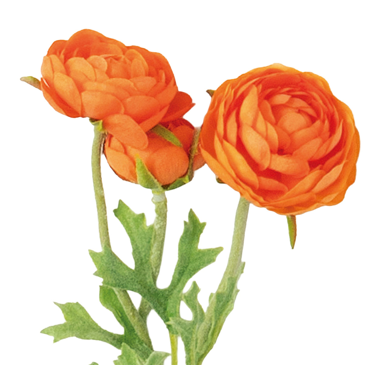 24" Orange Ranunculus
