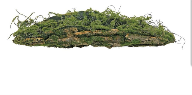 Mossy tree bark piece with natural texture.