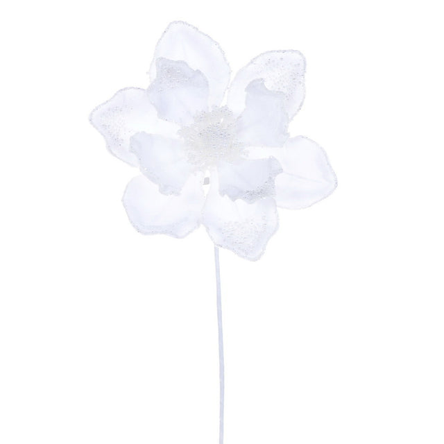 White pearl magnolia with a luminous bloom.