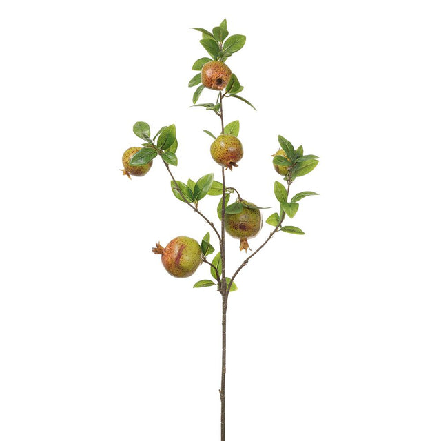Green pomegranate spray with clustered fruit.