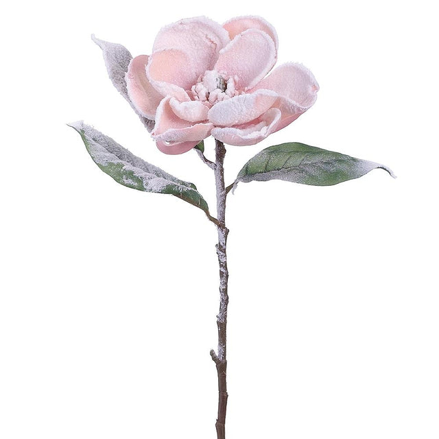 Pink snow magnolia spray with full blooms.