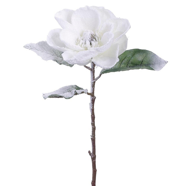 White snow magnolia stem with frosted blooms.