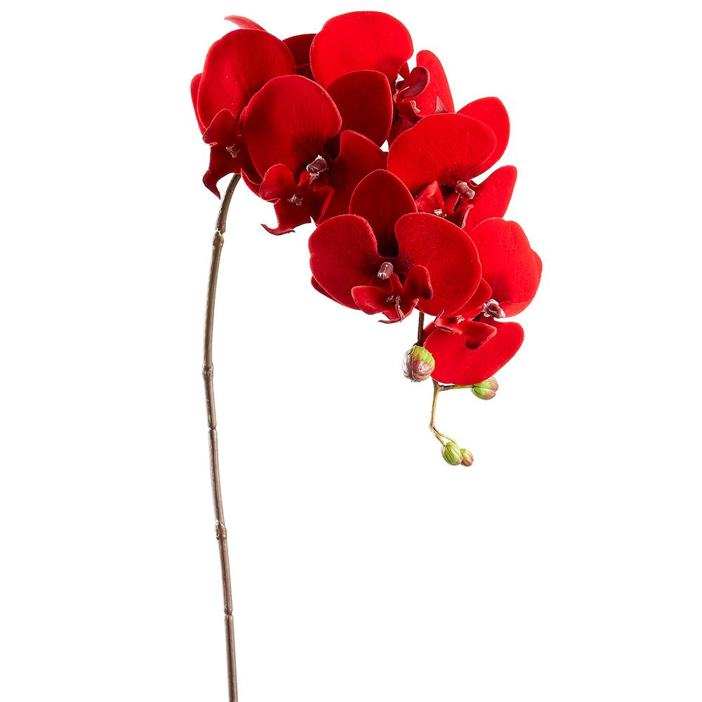 34” Red Velvet Phalaenopsis Spray
