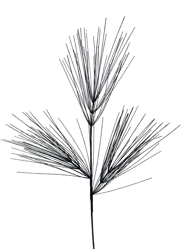 Black pine spray with dark needles.