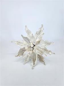 Icy pearl poinsettia stem with frosted blooms.