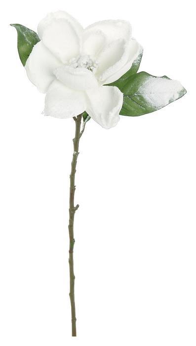 White magnolia stem with wide serene blooms.