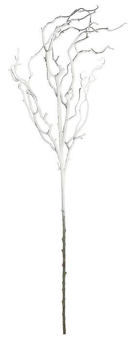 Snow branch spray with white snow-dusted limbs.