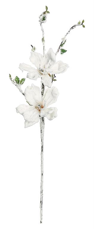 White snow magnolia spray with full blooms.